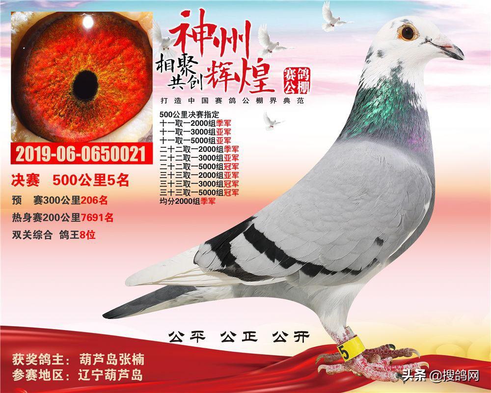 现代竞技与休闲的新领地，最新公棚介绍
